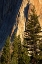 Picture of PINES AT BASE OF EL CAPITAN-YOSEMITE NATIONAL PARK-CALIFORNIA