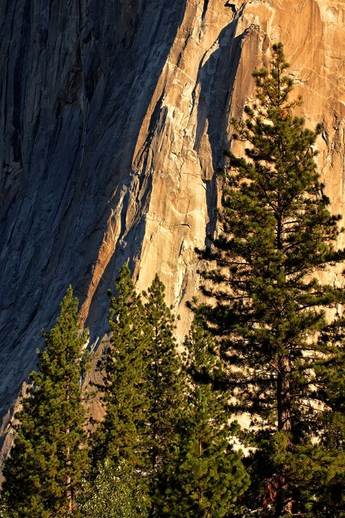 Picture of PINES AT BASE OF EL CAPITAN-YOSEMITE NATIONAL PARK-CALIFORNIA