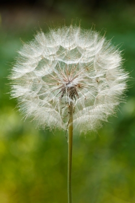 Picture of PURPLE SALSIFY SEED HEAD-YOSEMITE NATIONAL PARK-CALIFORNIA