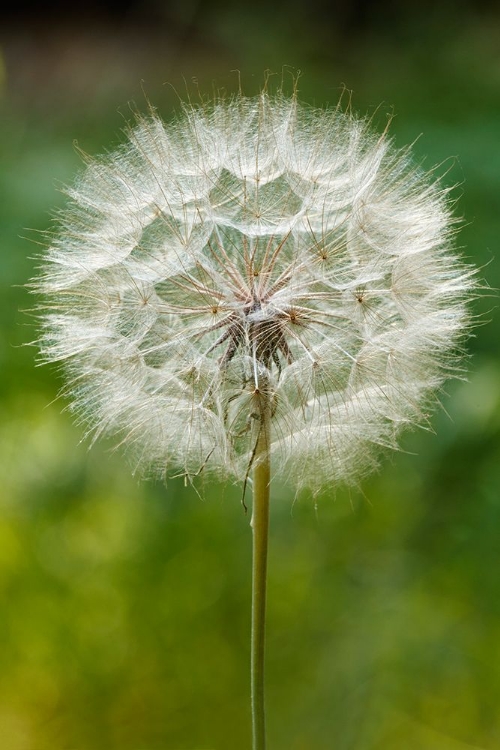 Picture of PURPLE SALSIFY SEED HEAD-YOSEMITE NATIONAL PARK-CALIFORNIA