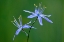 Picture of INDIAN CAMAS-TUOLUMNE MEADOWS-YOSEMITE NATIONAL PARK-CALIFORNIA