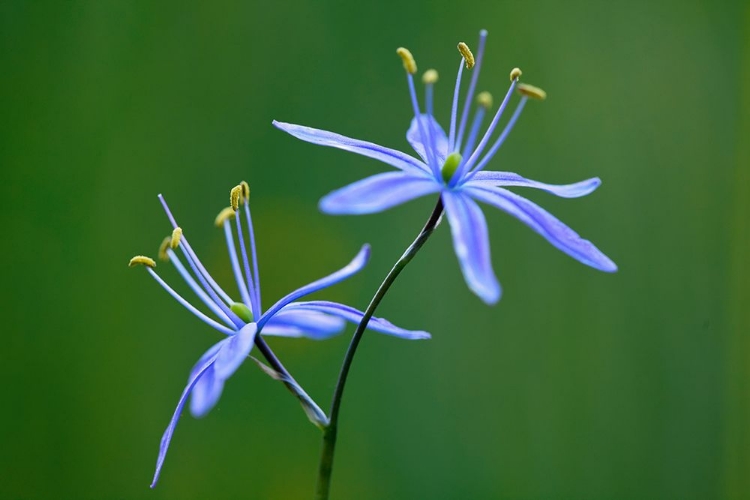 Picture of INDIAN CAMAS-TUOLUMNE MEADOWS-YOSEMITE NATIONAL PARK-CALIFORNIA