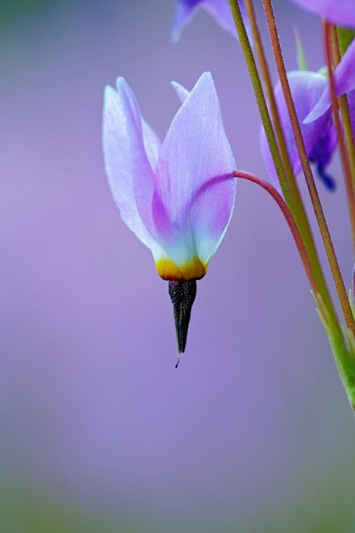 Picture of MEADOW OF JEFFREYS SHOOTING STAR FLOWERS-TUOLUMNE MEADOWS-YOSEMITE NATIONAL PARK-CALIFORNIA