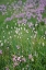 Picture of BISTORT FLOWERS TUOLUMNE MEADOWS-YOSEMITE NATIONAL PARK-CALIFORNIA