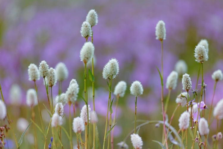 Picture of BISTORT FLOWERS TUOLUMNE MEADOWS-YOSEMITE NATIONAL PARK-CALIFORNIA