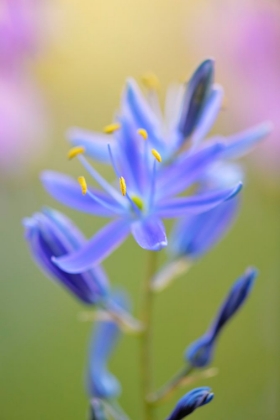 Picture of INDIAN CAMAS-TUOLUMNE MEADOWS-YOSEMITE NATIONAL PARK-CALIFORNIA