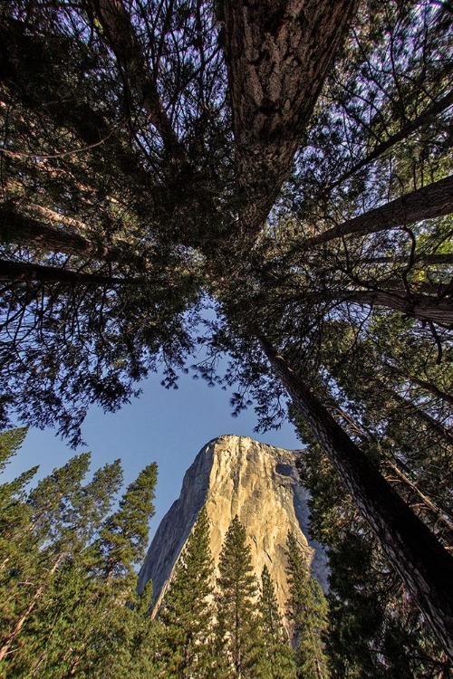 Picture of EL CAPITAN THROUGH PINE TREES-YOSEMITE NATIONAL PARK-CALIFORNIA