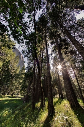 Picture of SUNLIGHT THROUGH PINE TREES-YOSEMITE VALLEY-YOSEMITE NATIONAL PARK-CALIFORNIA