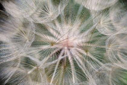 Picture of PURPLE SALSIFY SEED HEAD-YOSEMITE NATIONAL PARK-CALIFORNIA