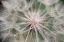 Picture of PURPLE SALSIFY SEED HEAD-YOSEMITE NATIONAL PARK-CALIFORNIA