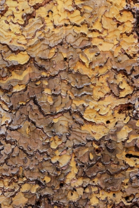 Picture of PINE BARK PATTERN YOSEMITE NATIONAL PARK-CALIFORNIA