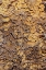 Picture of PINE BARK PATTERN YOSEMITE NATIONAL PARK-CALIFORNIA