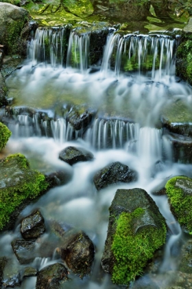 Picture of CASCADING WATER-FERN SPRING-YOSEMITE NATIONAL PARK-CALIFORNIA
