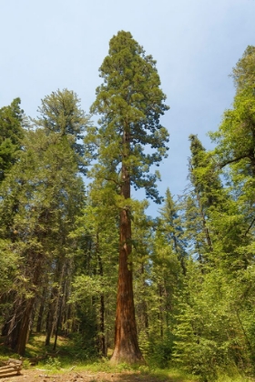 Picture of GIANT SEQUOIA TREE-YOSEMITE NATIONAL PARK-CALIFORNIA