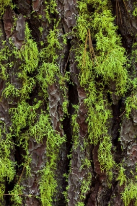 Picture of GREEN LICHEN GROWING ON ANCIENT GIANT SEQUOIAS-YOSEMITE NATIONAL PARK-CALIFORNIA