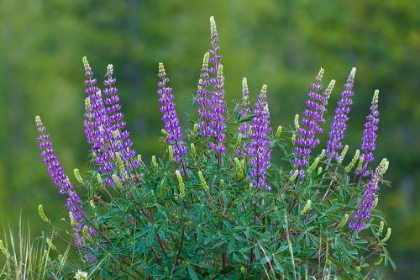 Picture of SIERRA LUPINE-TUOLUMNE MEADOWS-YOSEMITE NATIONAL PARK-CALIFORNIA