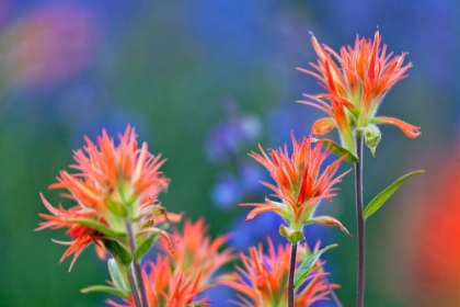 Picture of RED PAINTBRUSH-YOSEMITE NATIONAL PARK-CALIFORNIA