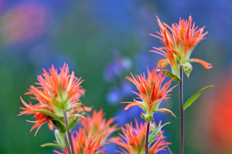 Picture of RED PAINTBRUSH-YOSEMITE NATIONAL PARK-CALIFORNIA