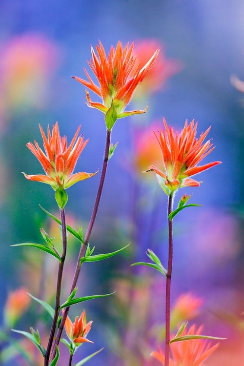 Picture of RED PAINTBRUSH-YOSEMITE NATIONAL PARK-CALIFORNIA