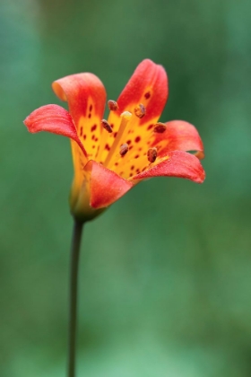 Picture of ALPINE LILY-YOSEMITE NATIONAL PARK-CALIFORNIA