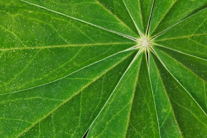 Picture of PATTERN IN LUPINE LEAVES-YOSEMITE NATIONAL PARK-CALIFORNIA