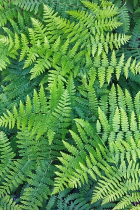 Picture of FERN PATTERN IN FOREST-YOSEMITE NATIONAL PARK-CALIFORNIA