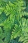 Picture of FERN PATTERN IN FOREST-YOSEMITE NATIONAL PARK-CALIFORNIA