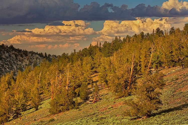 Picture of BRISTLECONE PINE FOREST AT SUNSET-WHITE MOUNTAINS-INYO NATIONAL FOREST-CALIFORNIA