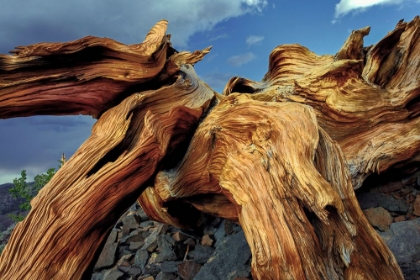 Picture of BRISTLECONE PINE ROOTS-WHITE MOUNTAINS-INYO NATIONAL FOREST-CALIFORNIA