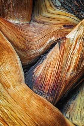 Picture of BRISTLECONE PINE ROOTS-WHITE MOUNTAINS-INYO NATIONAL FOREST-CALIFORNIA