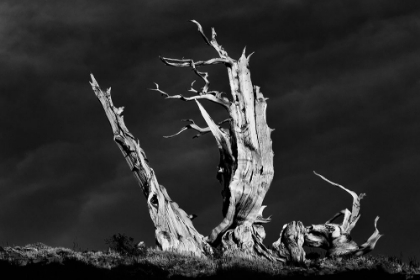 Picture of BRISTLECONE PINE AT SUNSET-WHITE MOUNTAINS-INYO NATIONAL FOREST-CALIFORNIA