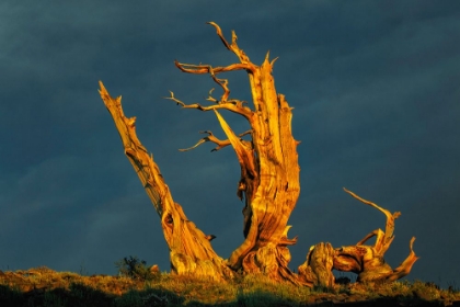 Picture of BRISTLECONE PINE AT SUNSET-WHITE MOUNTAINS-INYO NATIONAL FOREST-CALIFORNIA