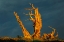 Picture of BRISTLECONE PINE AT SUNSET-WHITE MOUNTAINS-INYO NATIONAL FOREST-CALIFORNIA