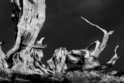 Picture of BRISTLECONE PINE AT SUNSET-WHITE MOUNTAINS-INYO NATIONAL FOREST-CALIFORNIA