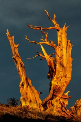 Picture of BRISTLECONE PINE AT SUNSET-WHITE MOUNTAINS-INYO NATIONAL FOREST-CALIFORNIA