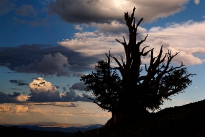 Picture of BRISTLECONE PINE SILHOUETTED AT SUNSET-WHITE MOUNTAINS-INYO NATIONAL FOREST-CALIFORNIA