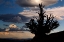 Picture of BRISTLECONE PINE SILHOUETTED AT SUNSET-WHITE MOUNTAINS-INYO NATIONAL FOREST-CALIFORNIA