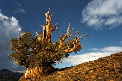 Picture of BRISTLECONE PINE AT SUNSET-WHITE MOUNTAINS-INYO NATIONAL FOREST-CALIFORNIA