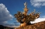 Picture of BRISTLECONE PINE AT SUNSET-WHITE MOUNTAINS-INYO NATIONAL FOREST-CALIFORNIA