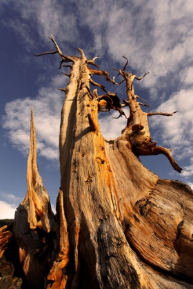 Picture of BRISTLECONE PINE AT SUNSET-WHITE MOUNTAINS-INYO NATIONAL FOREST-CALIFORNIA