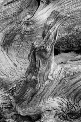 Picture of PATTERN IN WOOD OF BRISTLECONE PINE-WHITE MOUNTAINS-INYO NATIONAL FOREST-CALIFORNIA