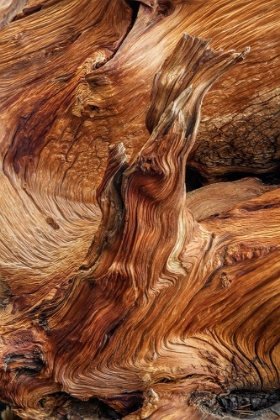 Picture of PATTERN IN WOOD OF BRISTLECONE PINE-WHITE MOUNTAINS-INYO NATIONAL FOREST-CALIFORNIA