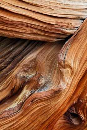 Picture of PATTERN IN WOOD OF BRISTLECONE PINE-WHITE MOUNTAINS-INYO NATIONAL FOREST-CALIFORNIA