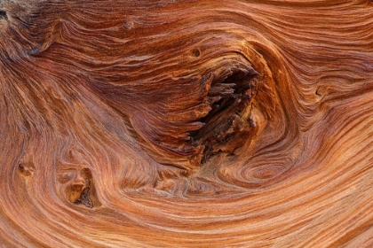 Picture of PATTERN IN WOOD OF BRISTLECONE PINE-WHITE MOUNTAINS-INYO NATIONAL FOREST-CALIFORNIA