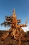 Picture of BRISTLECONE PINE AT SUNSET-WHITE MOUNTAINS-INYO NATIONAL FOREST-CALIFORNIA