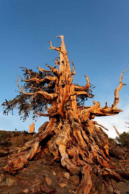 Picture of BRISTLECONE PINE AT SUNSET-WHITE MOUNTAINS-INYO NATIONAL FOREST-CALIFORNIA