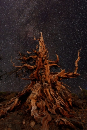 Picture of BRISTLECONE PINE AND MILKY WAY-WHITE MOUNTAINS-INYO NATIONAL FOREST-CALIFORNIA