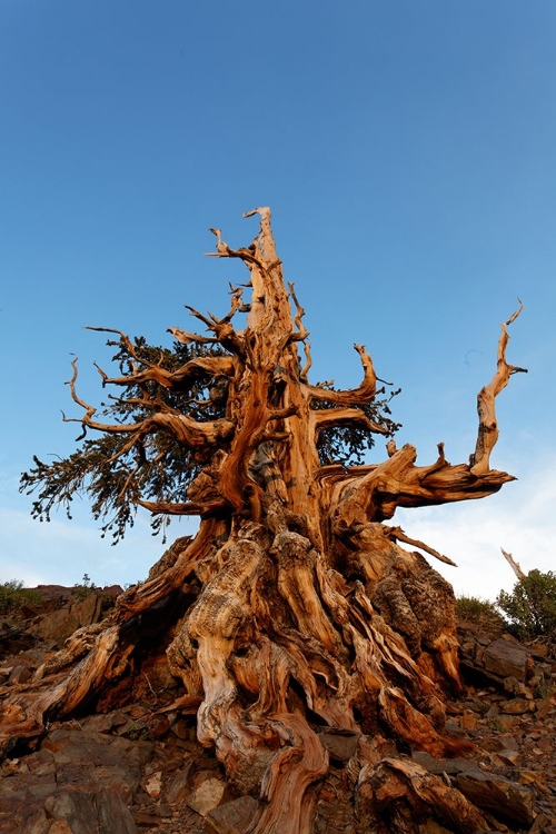 Picture of BRISTLECONE PINE AT SUNSET-WHITE MOUNTAINS-INYO NATIONAL FOREST-CALIFORNIA