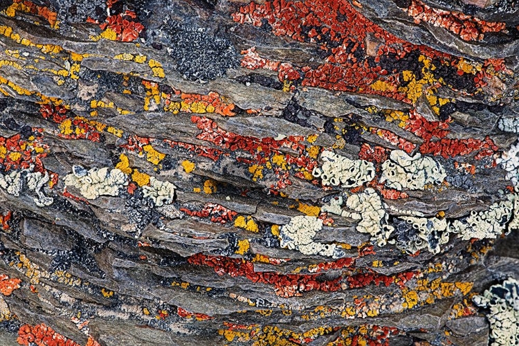 Picture of COLORFUL RED AND YELLOW LICHENS ON ROCKS-EASTERN SIERRA RANGE-CALIFORNIA