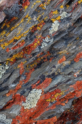 Picture of COLORFUL RED AND YELLOW LICHENS ON ROCKS-EASTERN SIERRA RANGE-CALIFORNIA